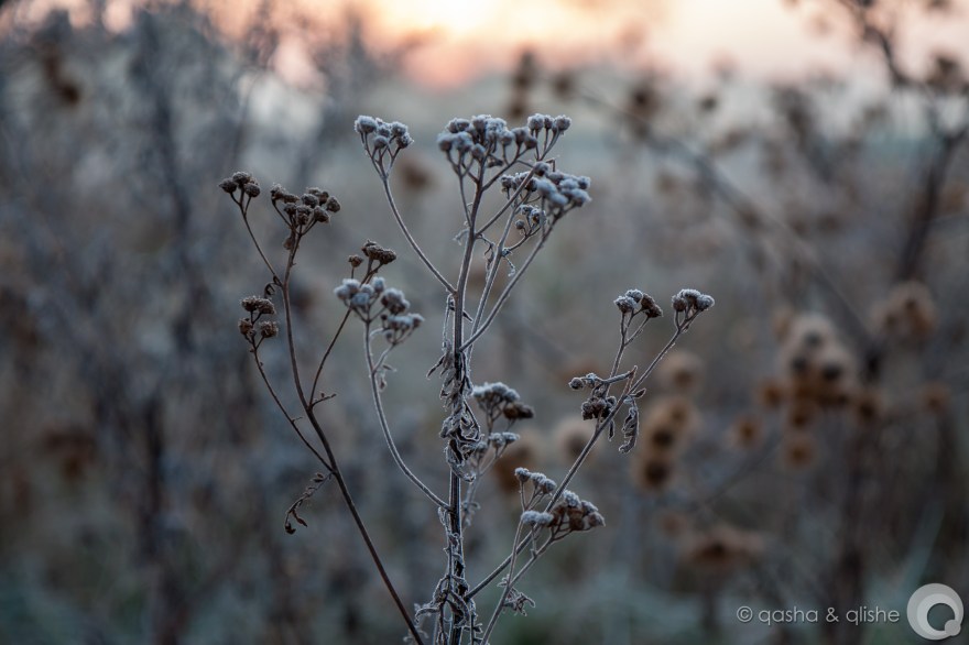 frozen yarrow